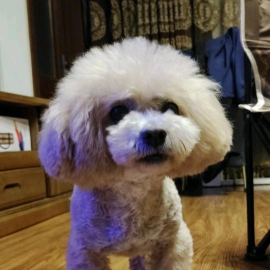 三个年轻人，抱走了我的狗