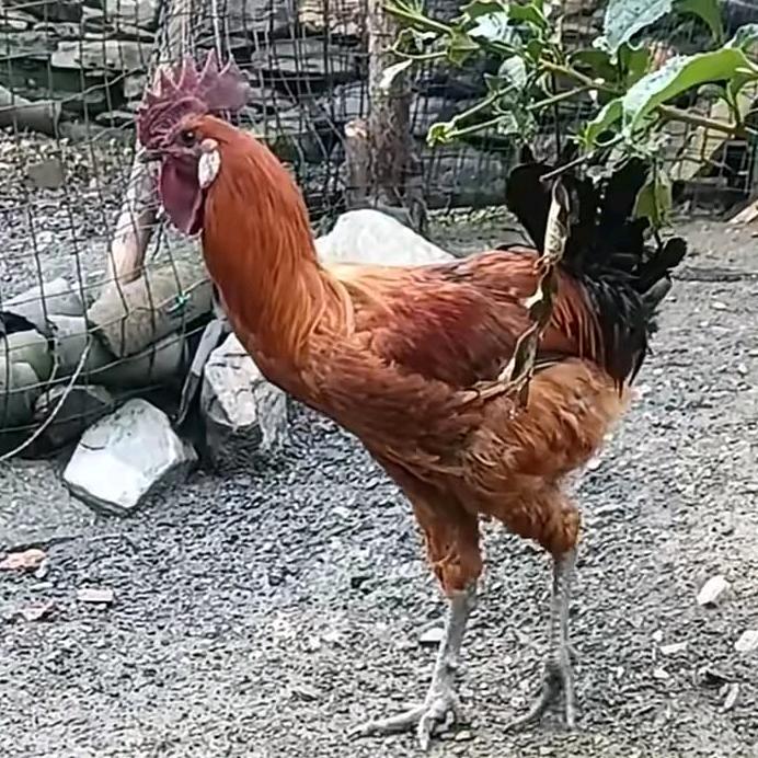 亚楠生态散养乌肉土鸡