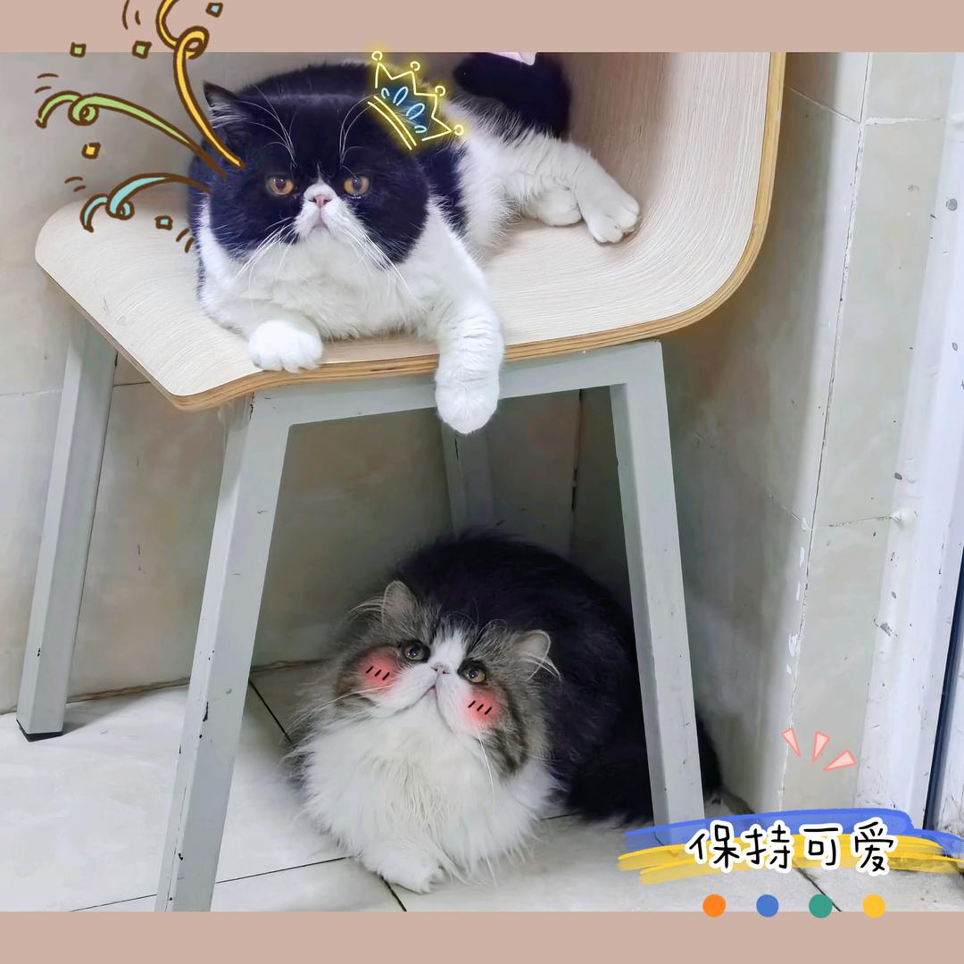 水果猫咪