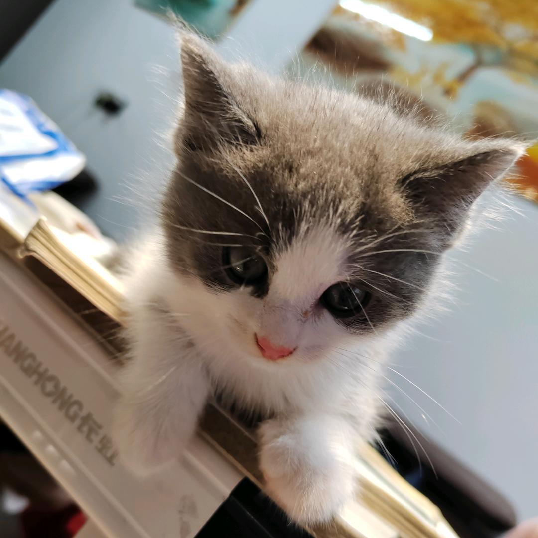 板栗是只猫