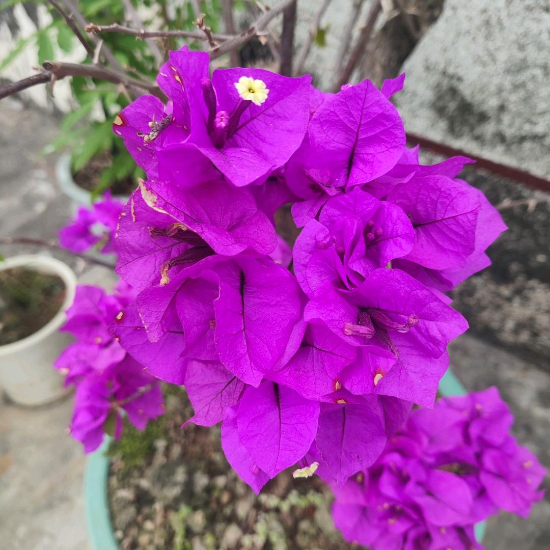 梦里访仙乡