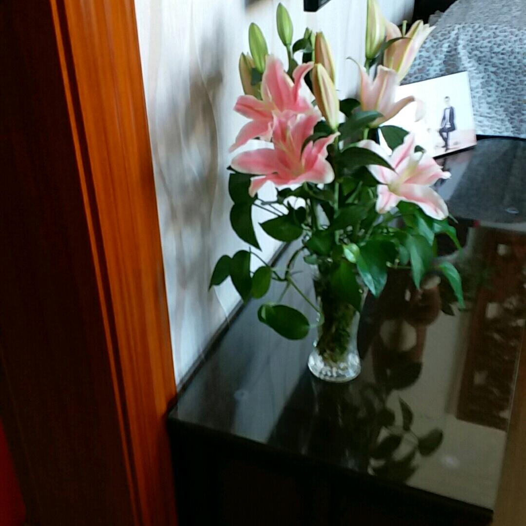 𝒀𝑳𝑮🍊万年青小