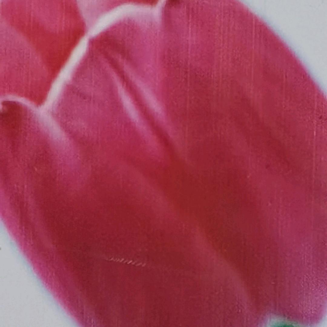 牡丹花（手机摄影）