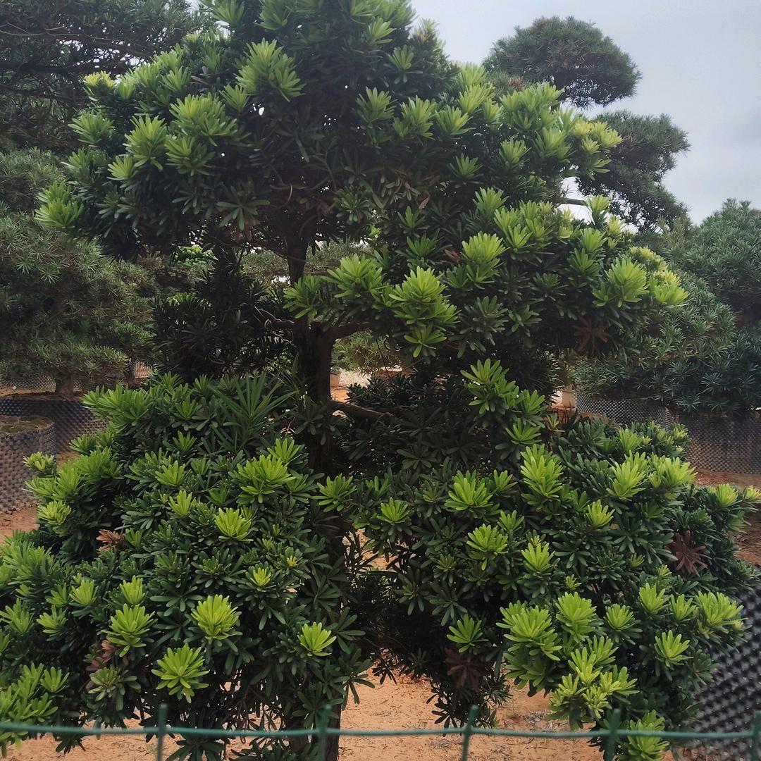 認命吧
