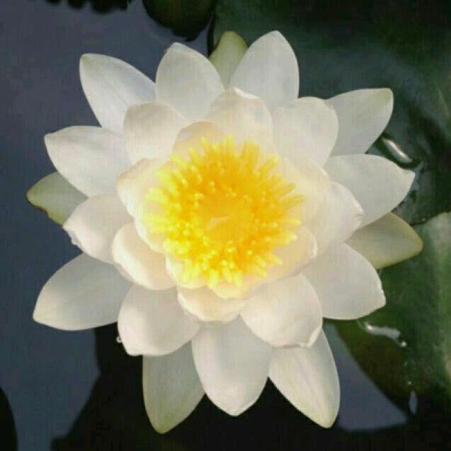 霖奇优选