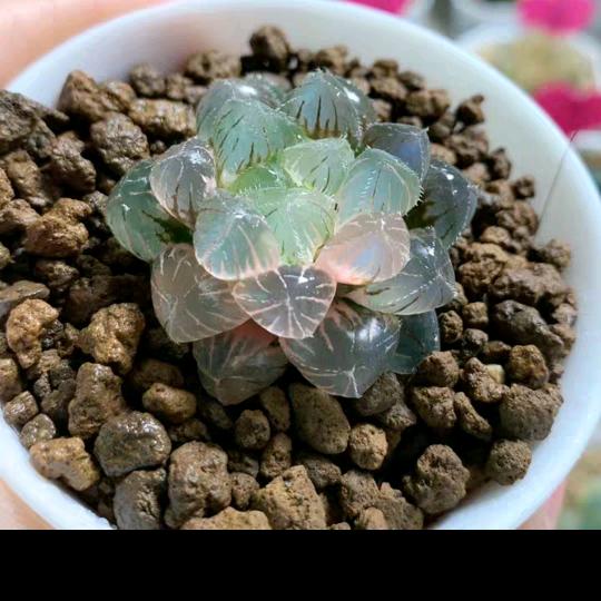 目光凛然的张议员头像