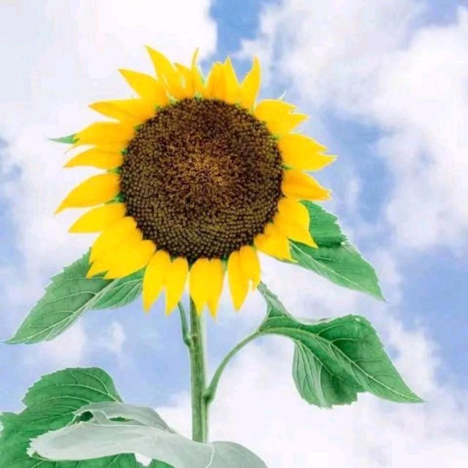 向日葵🌻