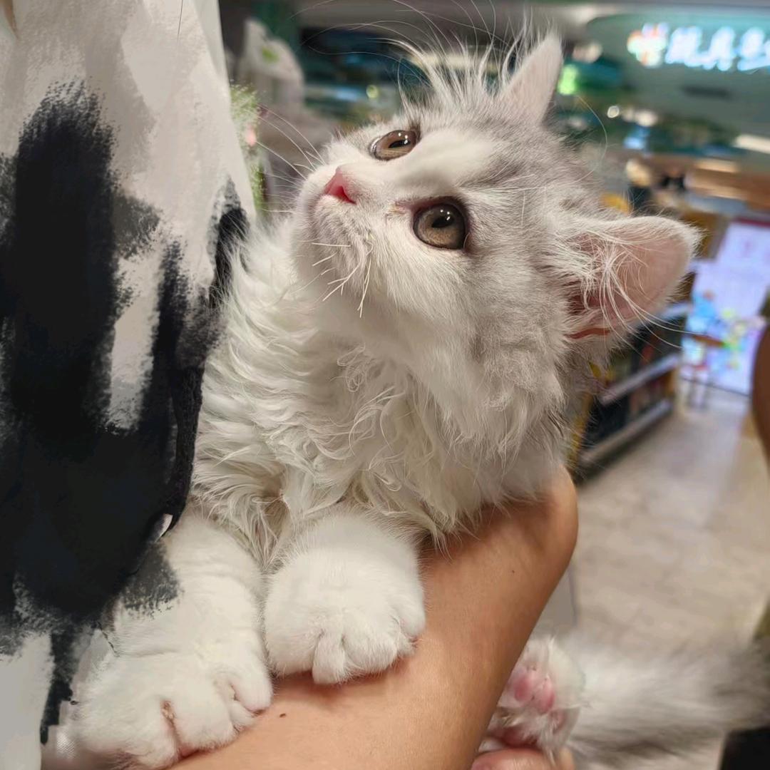喵喵🐱～
