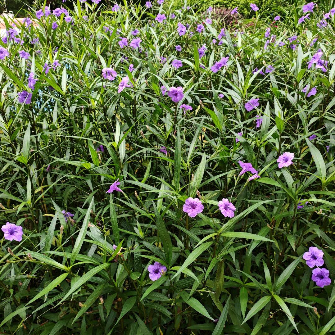 菡尹