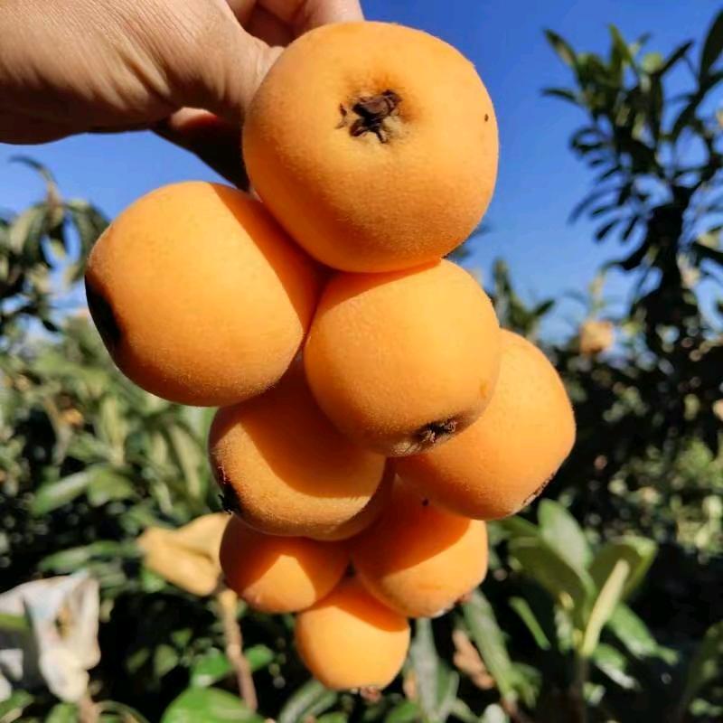 黔西大五星枇杷