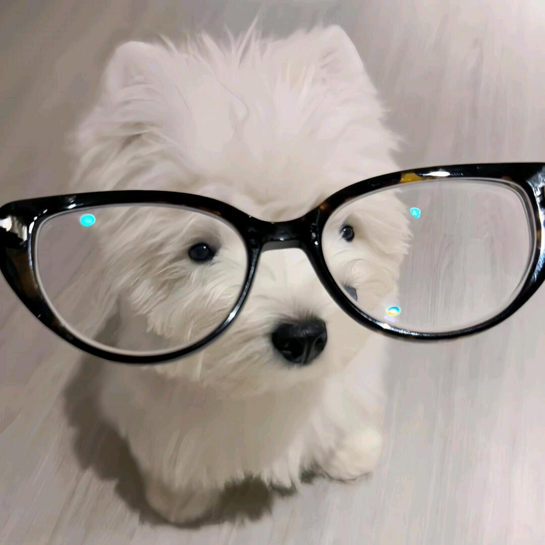西红柿鸡蛋汤姆猫