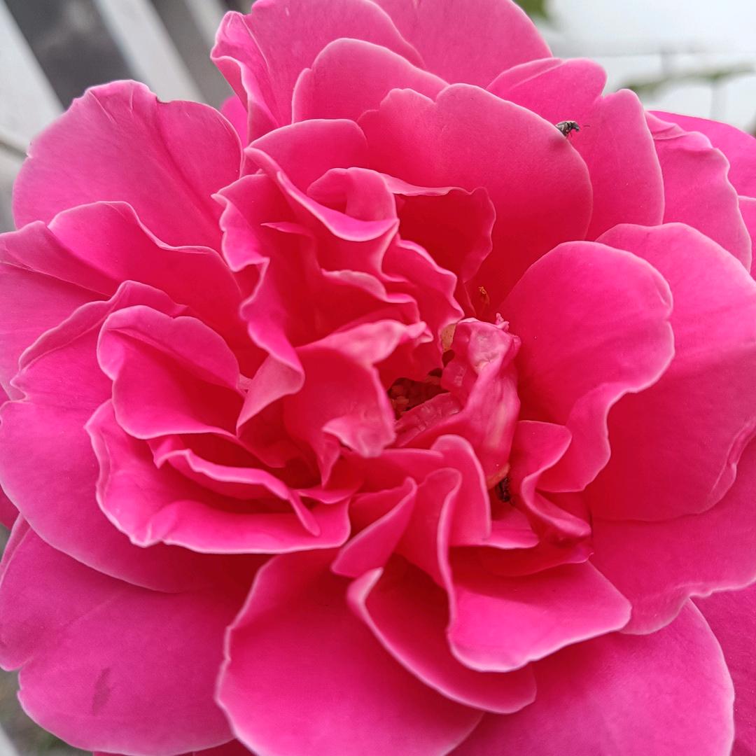 爱吃零食的小姑娘5