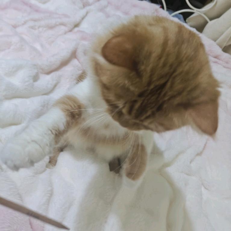 🐱(⁎⁍̴̛ᴗ⁍̴̛⁎)🐱局