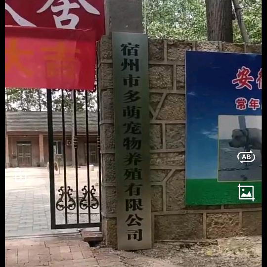 宿州市霸气犬舍    黄伟狗场