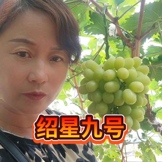 玉无暇葡萄苗