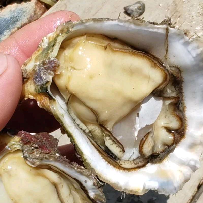 湛江兵哥生蚝批发