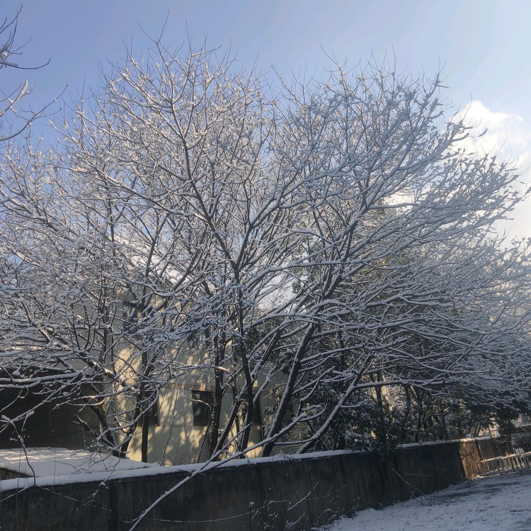 麻 雀