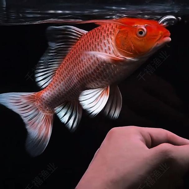 千禧渔业