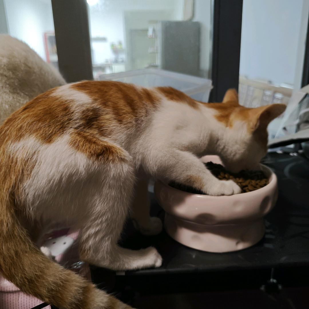 OOOOOᐝK乌龙&奶茶