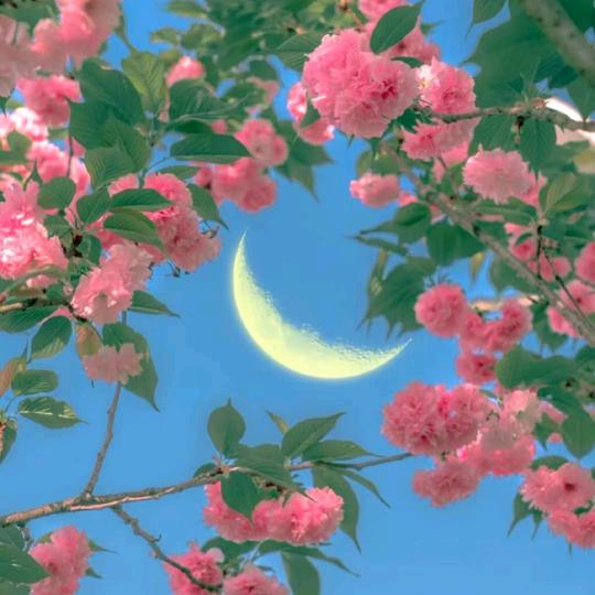 小红茶）开播号在主页