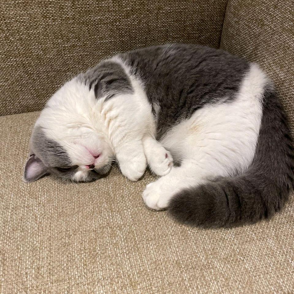 顾李