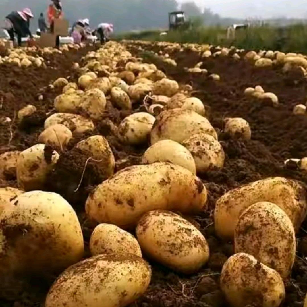 柯昌会