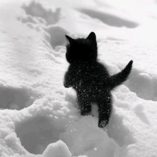 Toascat