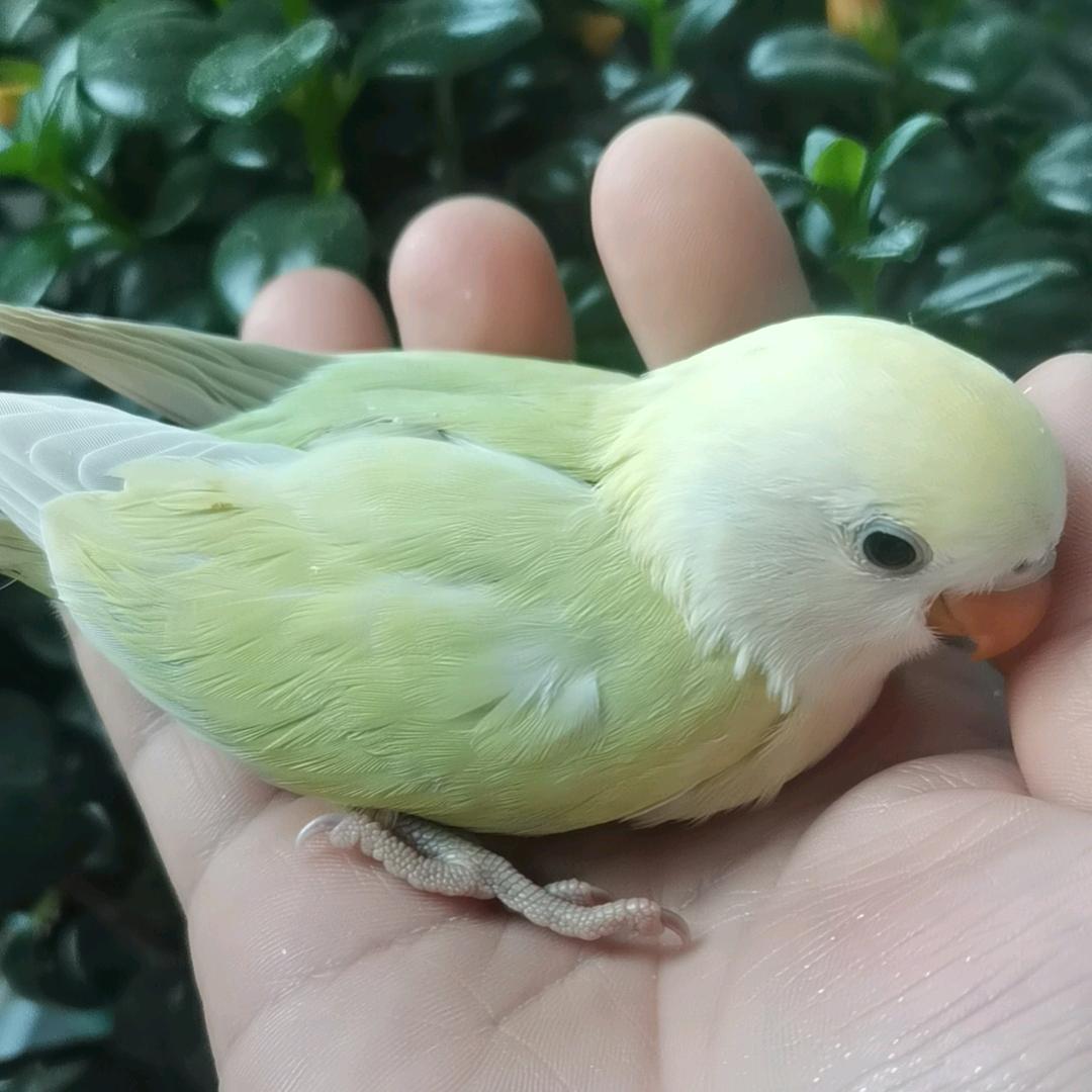 AI玲玲鸟阁