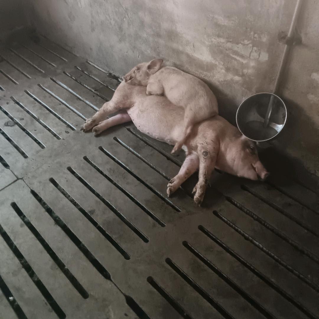 农村养猪人