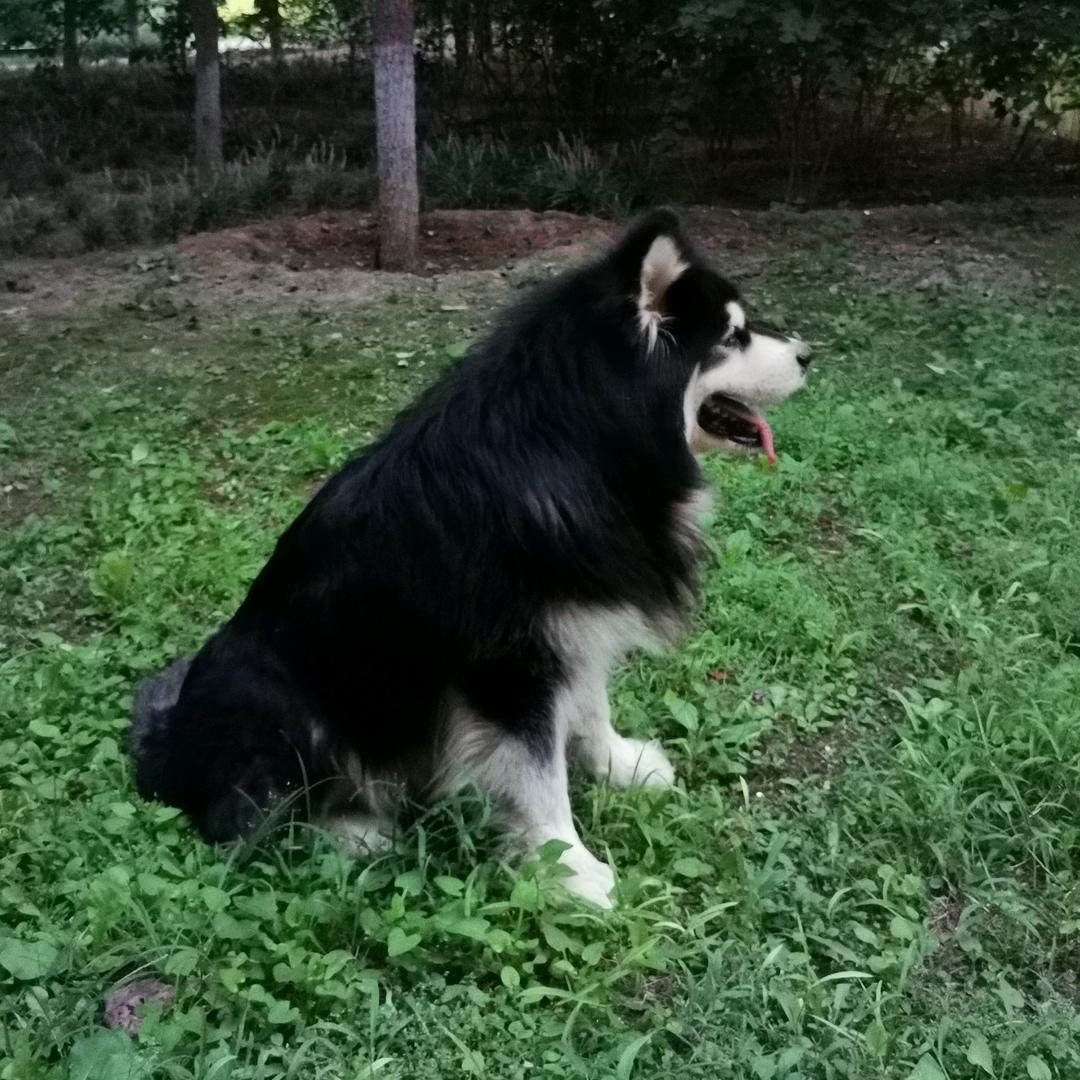 我家阿拉叫黑八