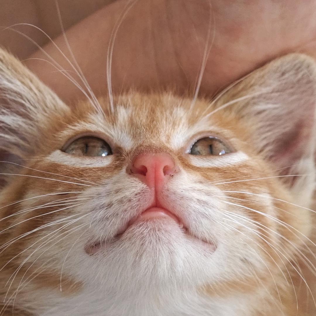 咪咪来啦