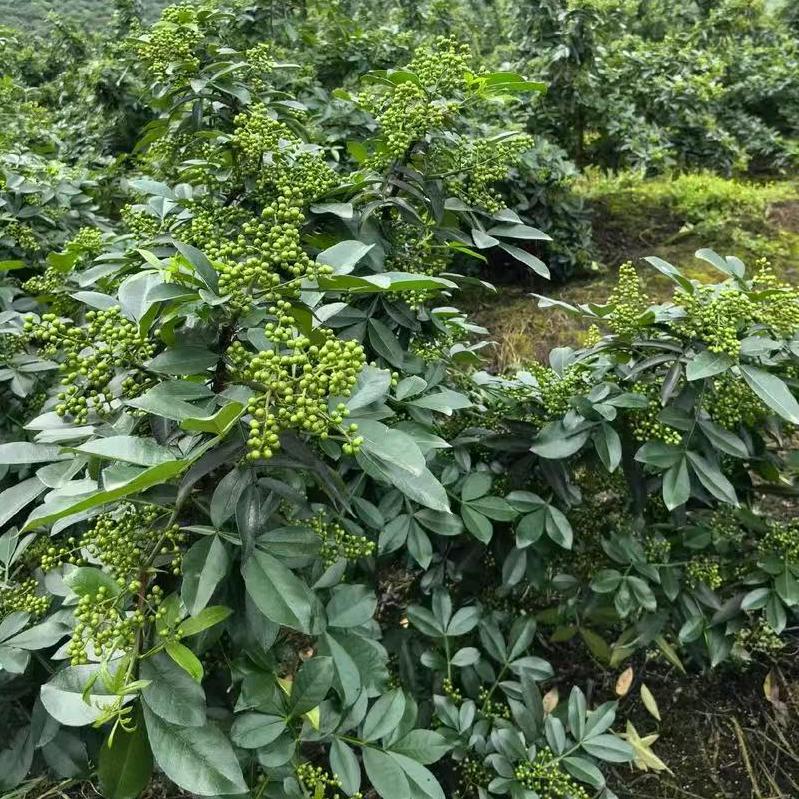 关岭馨乐特产农产品供应店