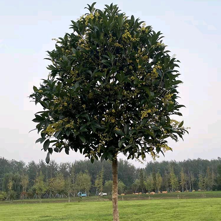 咸宁桂花之乡汇友苗木