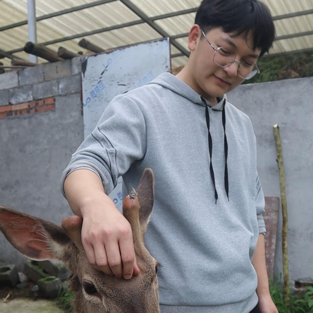 武冈梅花鹿养殖