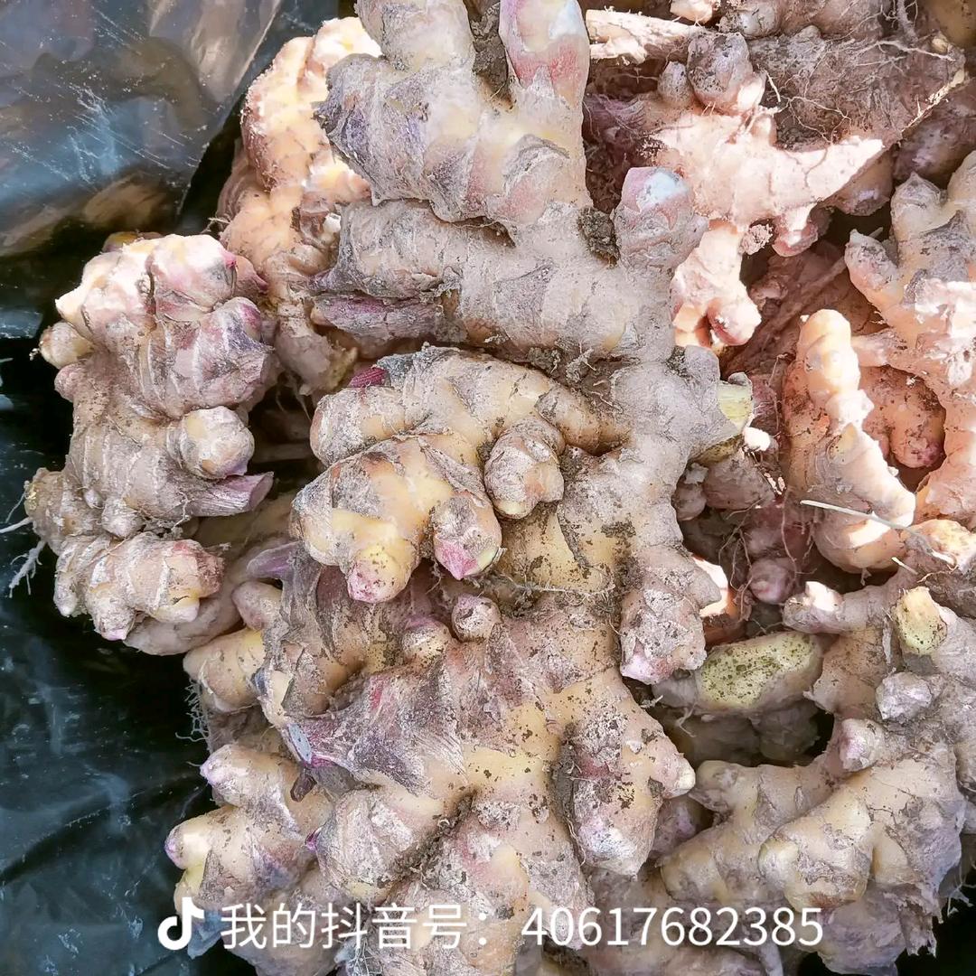 四个圈圈的奥迪