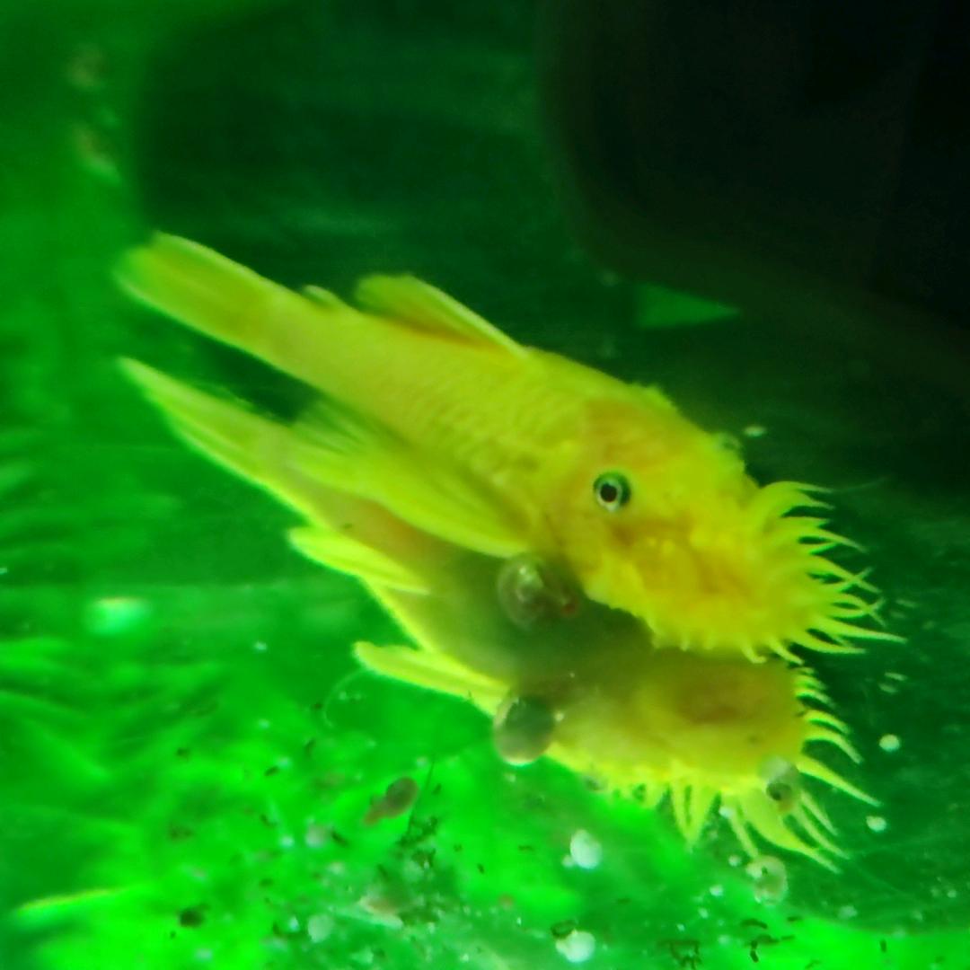 侠继霸策