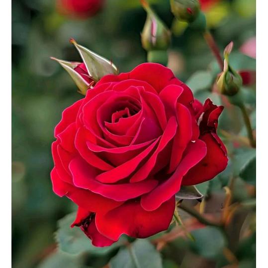 喜悦风云（D号）