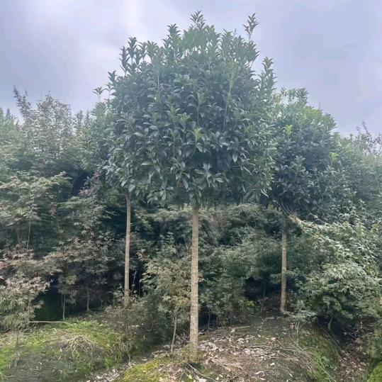 森果果花卉基地