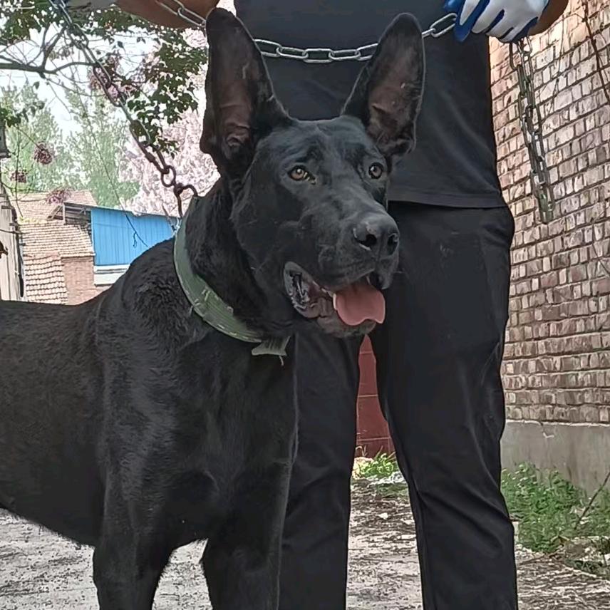 黑色的狼🐺