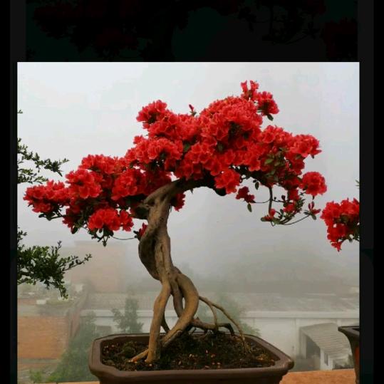 挖挖桩艺