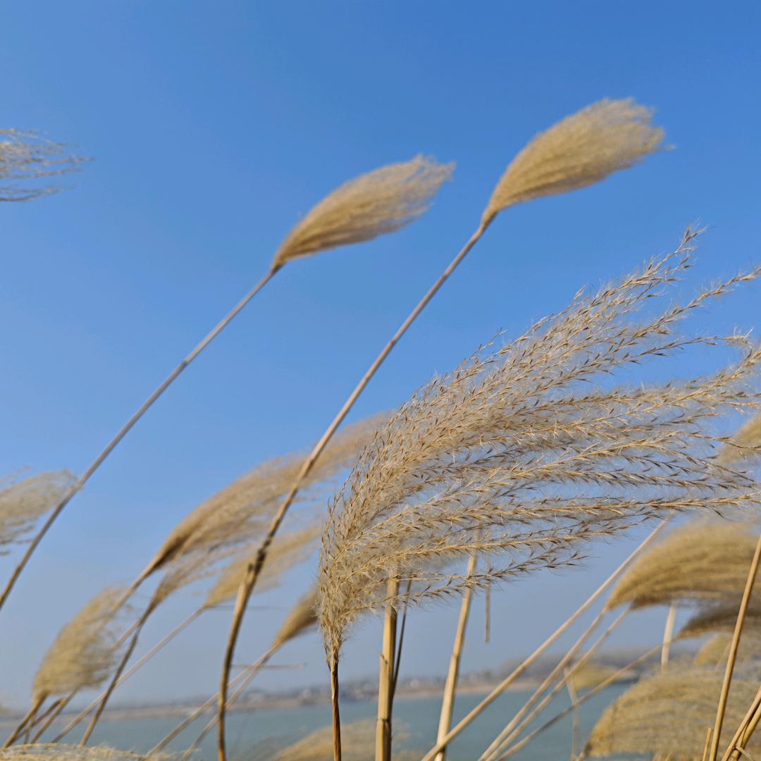 二次红灯，都是左转