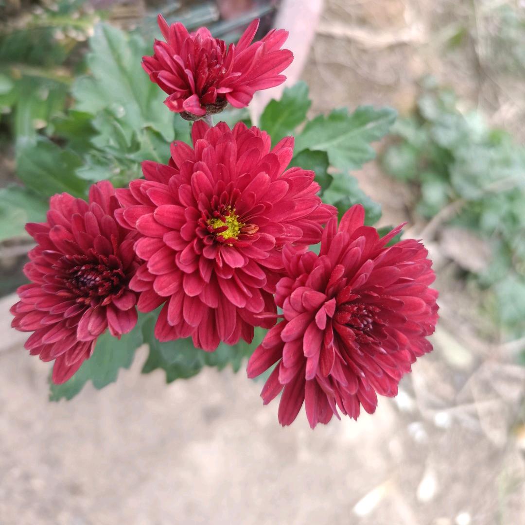 青青🌺