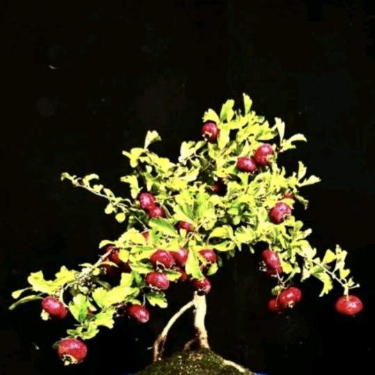 刚才那只猪既往不咎