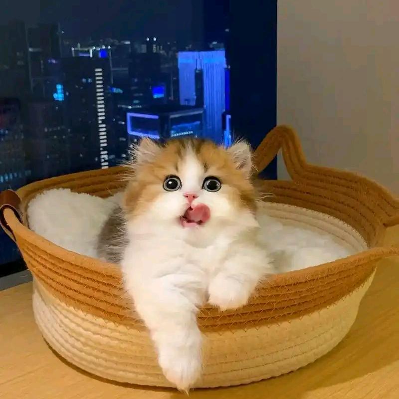 猫多多多