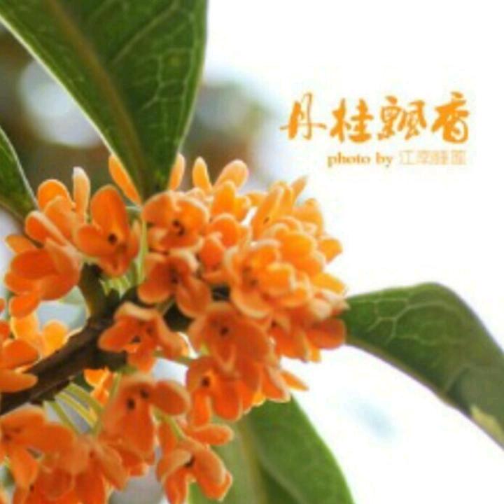 丹桂飘香