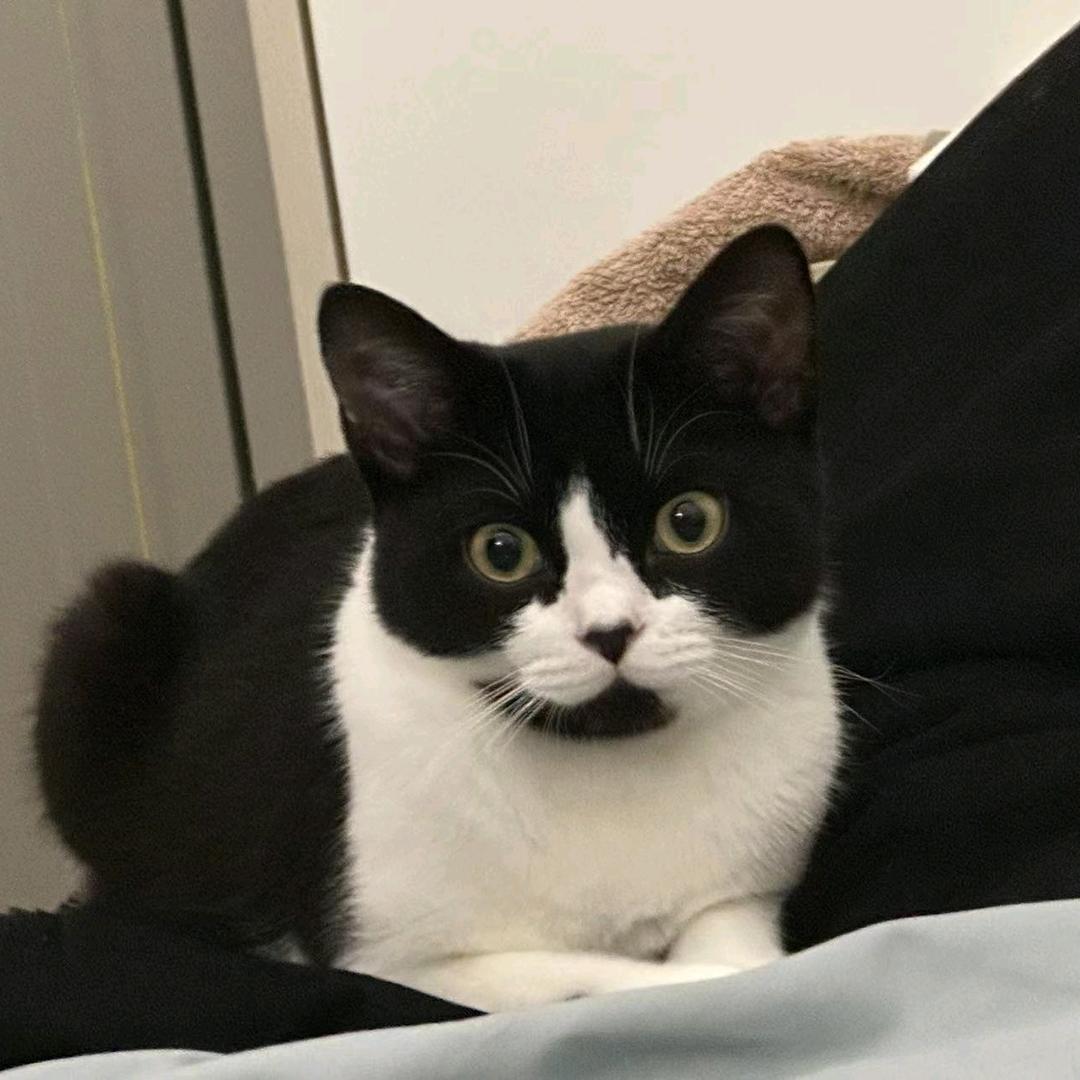 你怎么知道我有一只奶牛猫