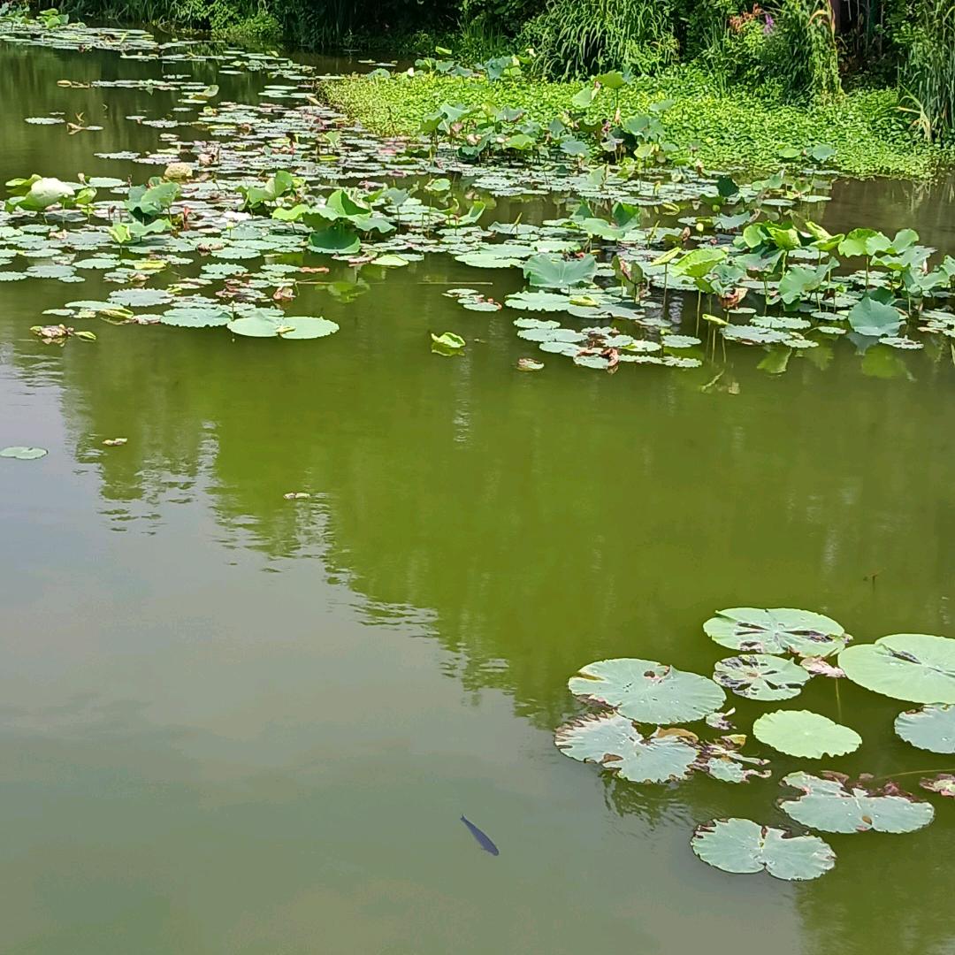 还没想好