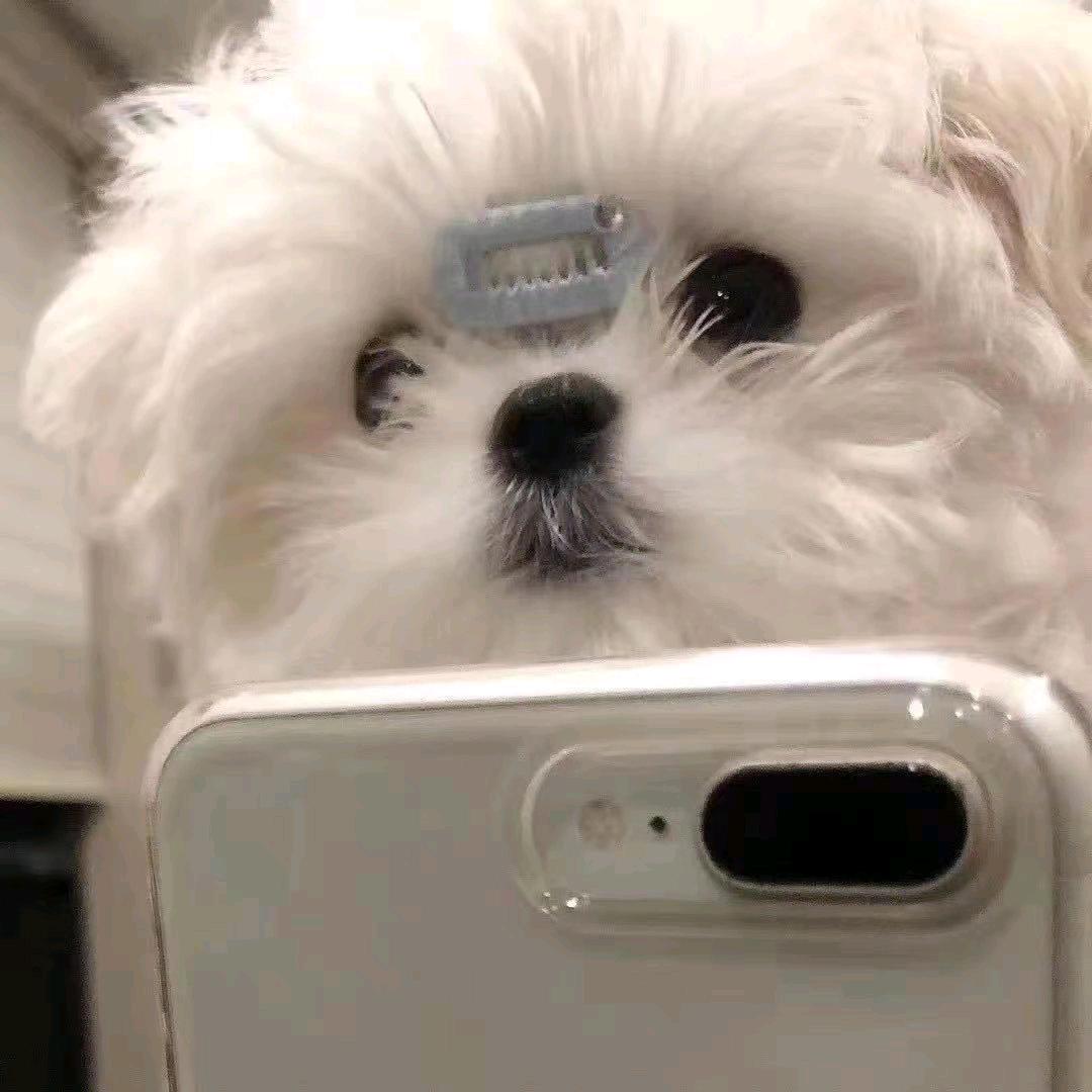 小羊.