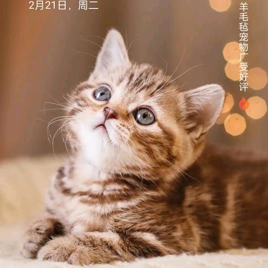 会姐