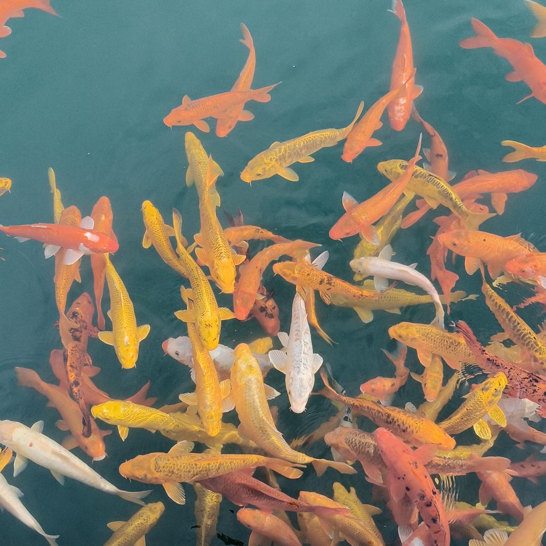 才哥♥酷爱钓鱼